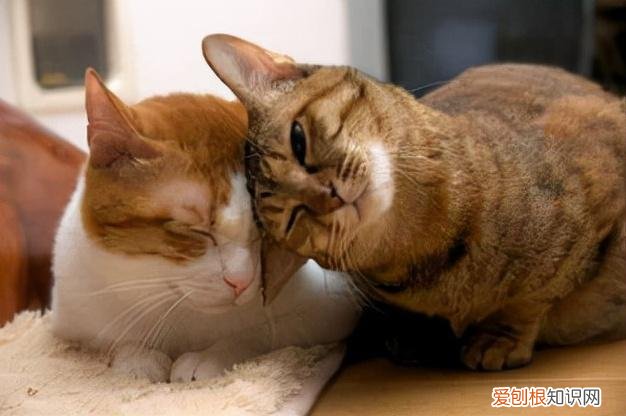 土猫跟宠物猫有什么区别，养“宠物猫”和“土猫”的区别，这几点，差别太大了