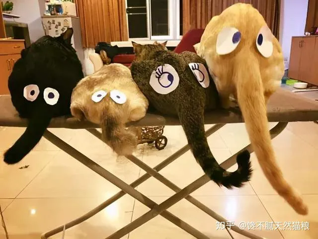 怎么鉴别猫咪性别，怎样分辨猫咪的性别？看这4个地方准没错！