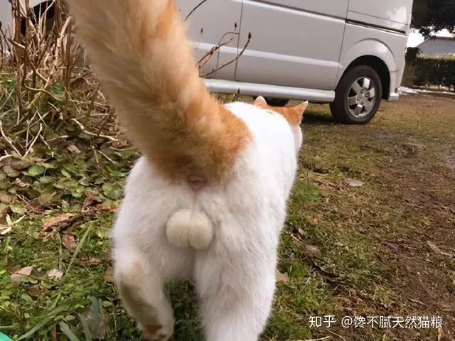 怎么鉴别猫咪性别，怎样分辨猫咪的性别？看这4个地方准没错！
