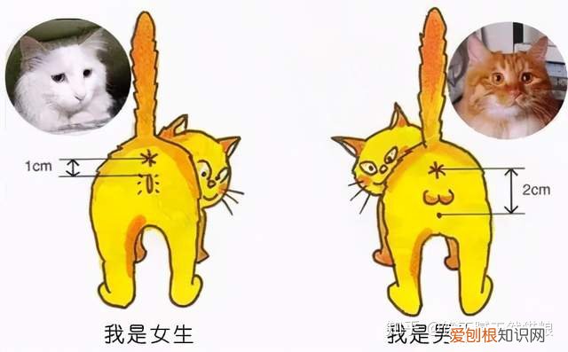 怎么鉴别猫咪性别，怎样分辨猫咪的性别？看这4个地方准没错！