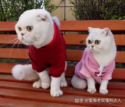 怎样分辨公猫还是母猫?，如何一眼辨别公猫or母猫