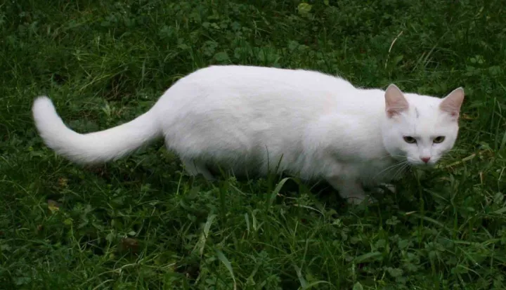 猫的性别怎么判断公母,如何判断猫的性别?
