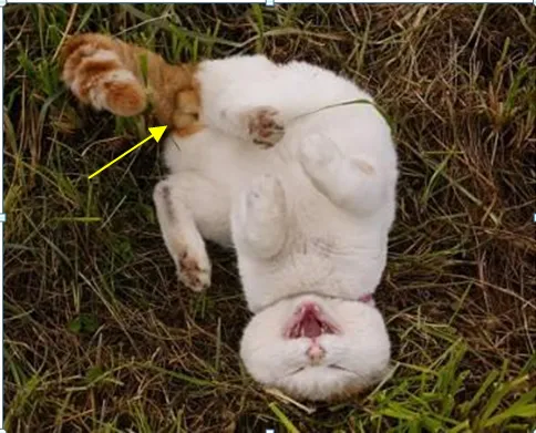 猫的性别怎么判断公母,如何判断猫的性别?