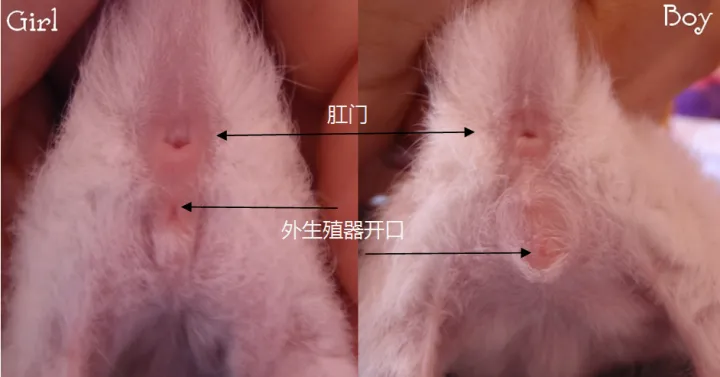 猫的性别怎么判断公母,如何判断猫的性别?