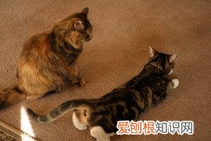 猫的性别怎么判断公母,如何判断猫的性别?