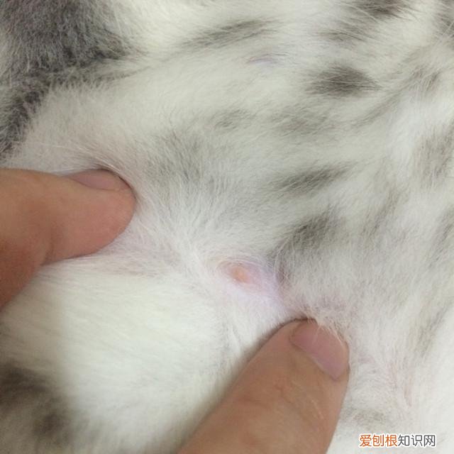 猫的性别怎么判断公母,如何判断猫的性别?