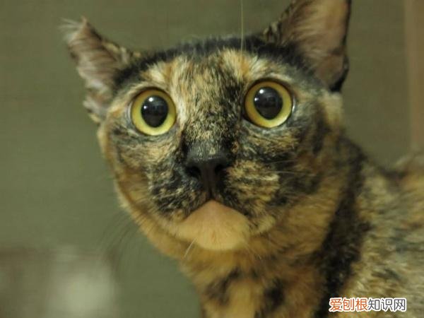 猫的性别怎么判断公母,如何判断猫的性别?