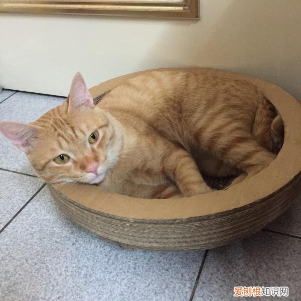 猫的性别怎么判断公母,如何判断猫的性别?