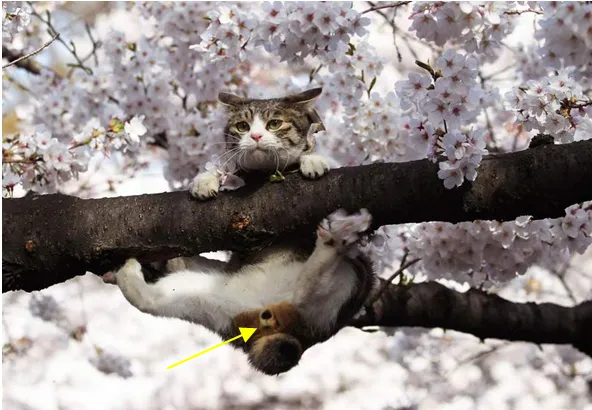 猫的性别怎么判断公母,如何判断猫的性别?