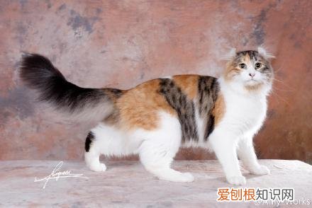 猫的性别怎么判断公母,如何判断猫的性别?