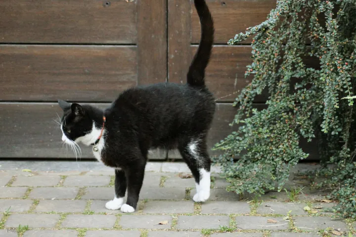 猫的性别怎么判断公母,如何判断猫的性别?