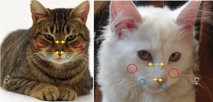 猫的性别怎么判断公母,如何判断猫的性别?