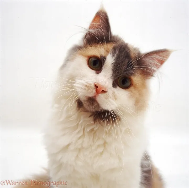 猫的性别怎么判断公母,如何判断猫的性别?