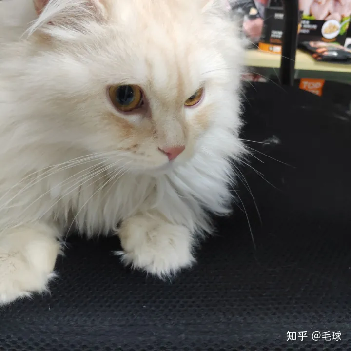 怎么看猫的公母,猫如何分公母 详细的辨别方法