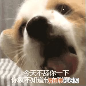 狗舔主人的嘴什么意思 狗舔主人是表达爱？真相太扎心！