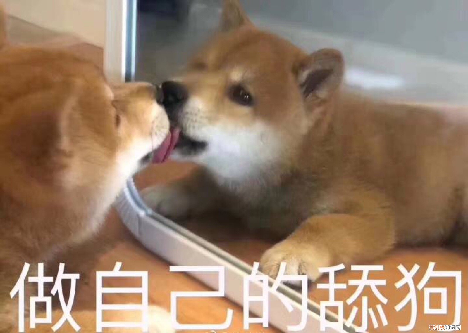 狗舔主人的嘴什么意思 狗舔主人是表达爱？真相太扎心！