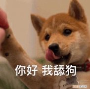 狗舔主人的嘴什么意思 狗舔主人是表达爱？真相太扎心！