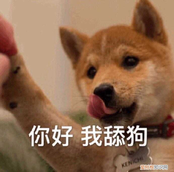 狗舔主人的嘴什么意思 狗舔主人是表达爱？真相太扎心！