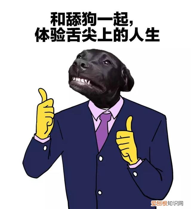 狗舔主人的嘴什么意思 狗舔主人是表达爱？真相太扎心！