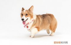 柯基不能打原因，柯基犯错能打吗