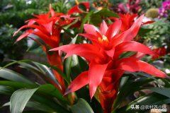鸿运当头花要怎么养花才红艳，鸿运当头花怎么养？鸿运当头花的养殖方法和注意事项