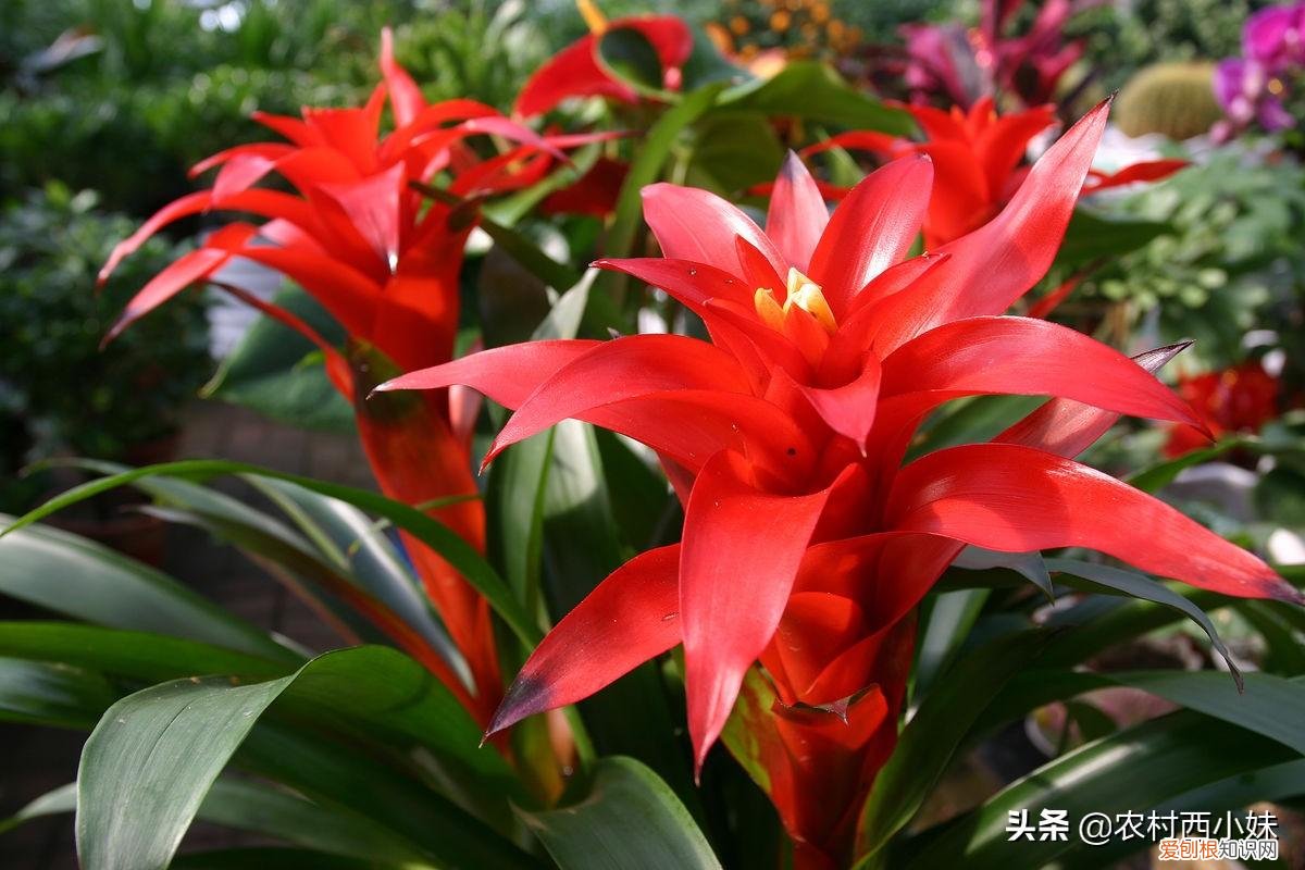 鸿运当头花要怎么养花才红艳,鸿运当头花怎么养?鸿运当头花的养殖方法和注意事项