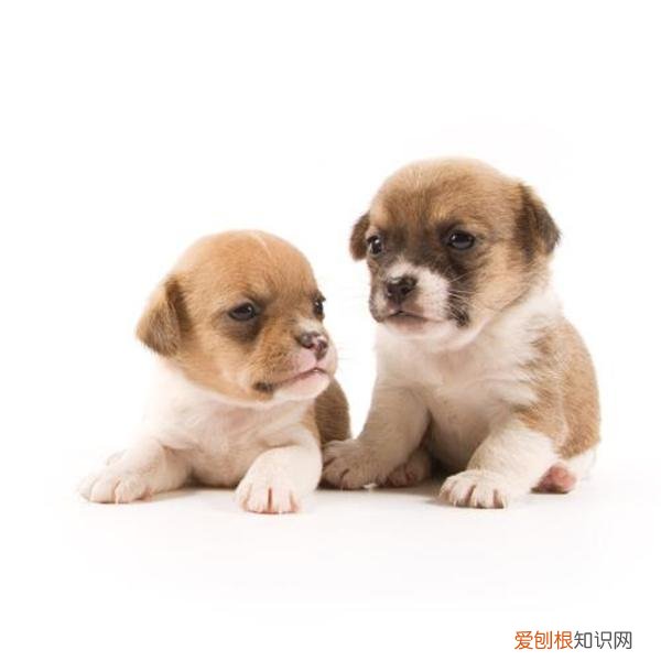 狗如何分别雌雄，不同阶段的狗狗雌雄难辨，铲屎官该如何区分呢？主要看3个特征