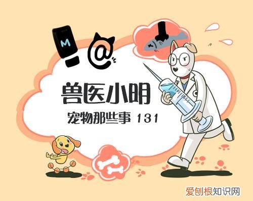 狗如何分别雌雄，不同阶段的狗狗雌雄难辨，铲屎官该如何区分呢？主要看3个特征