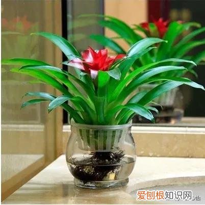 鸿运当头只开一次花吗开花后怎么办,鸿运当头一生只开一次花,要想多开花,需要注意这些技巧