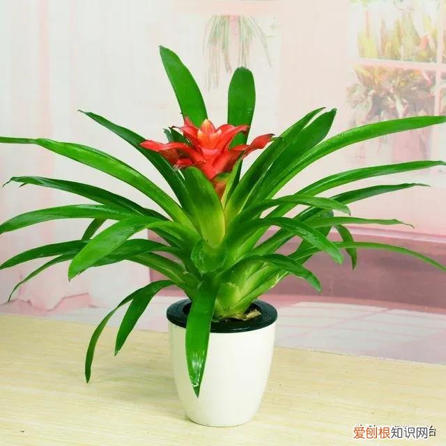 鸿运当头只开一次花吗开花后怎么办,鸿运当头一生只开一次花,要想多开花,需要注意这些技巧