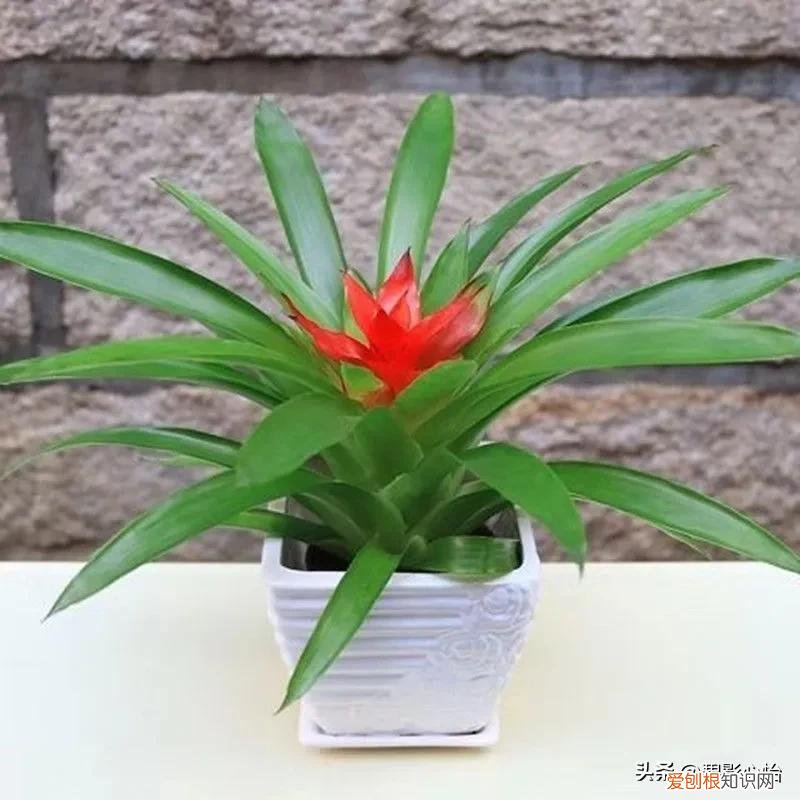鸿运当头只开一次花吗开花后怎么办,鸿运当头一生只开一次花,要想多开花,需要注意这些技巧