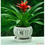 鸿运当头只开一次花吗开花后怎么办，鸿运当头一生只开一次花，要想多开花，需要注意这些