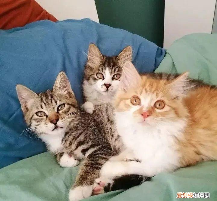 幼猫公母分辨图，公猫跟母猫有什么区别？这6个方面，原来差别这么大