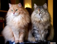幼猫公母分辨图，公猫跟母猫有什么区别？这6个方面，原来差别这么大
