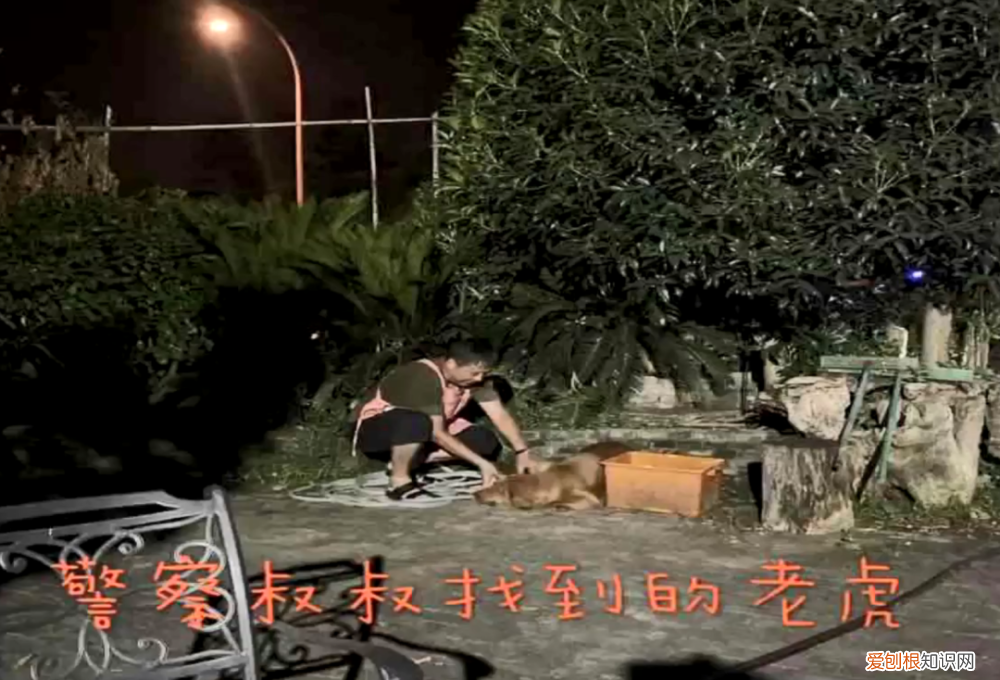 把狗剃成狮子 市民将剃过毛的狗误认为狮子报警，网友调侃：狗子好委屈