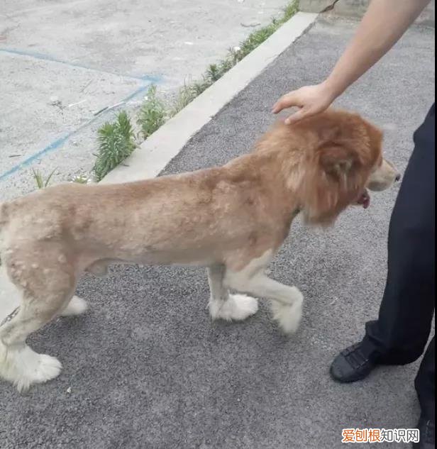 把狗剃成狮子 市民将剃过毛的狗误认为狮子报警，网友调侃：狗子好委屈