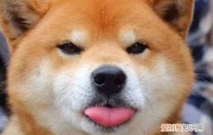 柴犬为什么表情忧郁 柴犬不开心有什么表现