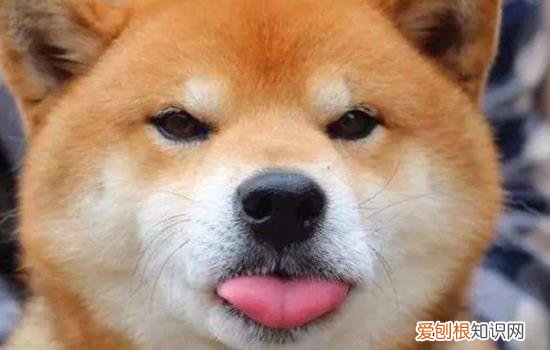柴犬为什么表情忧郁 柴犬不开心有什么表现
