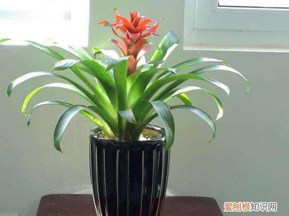 什么花的花语是鸿运当头，鸿运当头：花色娇艳、叶片翠绿，寓意一帆风顺！盆栽需切记5点