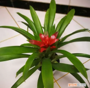 什么花的花语是鸿运当头，鸿运当头：花色娇艳、叶片翠绿，寓意一帆风顺！盆栽需切记5点
