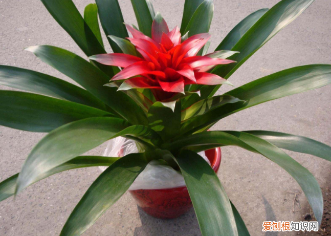 什么花的花语是鸿运当头，鸿运当头：花色娇艳、叶片翠绿，寓意一帆风顺！盆栽需切记5点