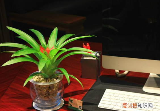 什么花的花语是鸿运当头，鸿运当头：花色娇艳、叶片翠绿，寓意一帆风顺！盆栽需切记5点