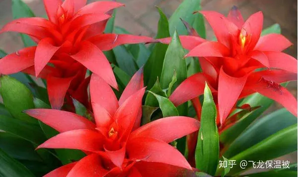 鸿运当头花怎么养殖好呢，鸿运当头花养殖注意事项