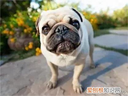养狗必须知道的小知识视频，30+条新手养狗常识｜养狗人一定要知道