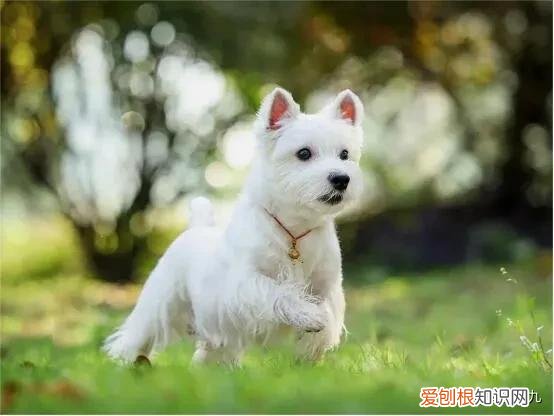 养狗必须知道的小知识视频，30+条新手养狗常识｜养狗人一定要知道