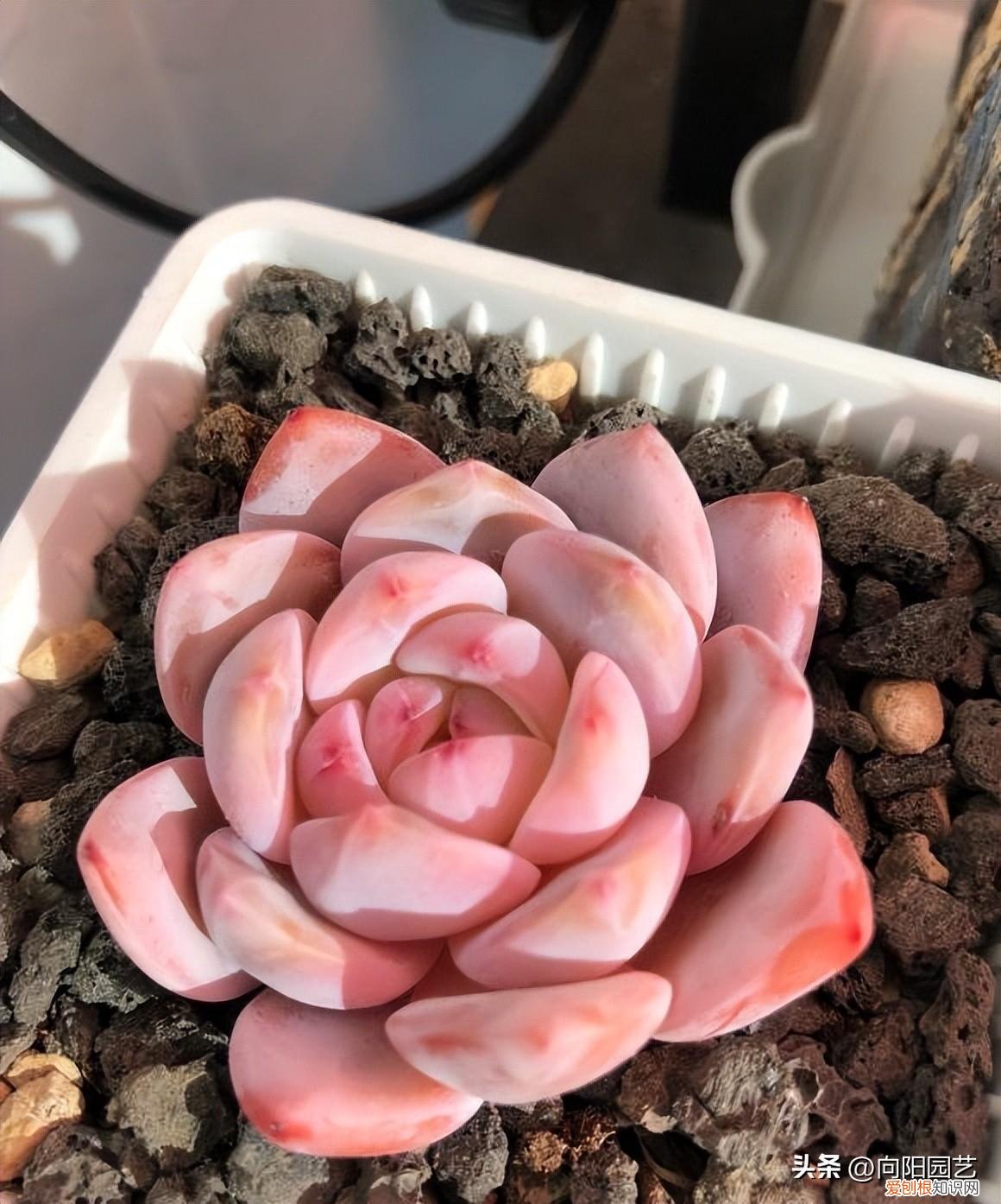 如果养好多肉会怎么样，养多肉，没有那么多讲究，先养活，再养好，不要着急慢慢来