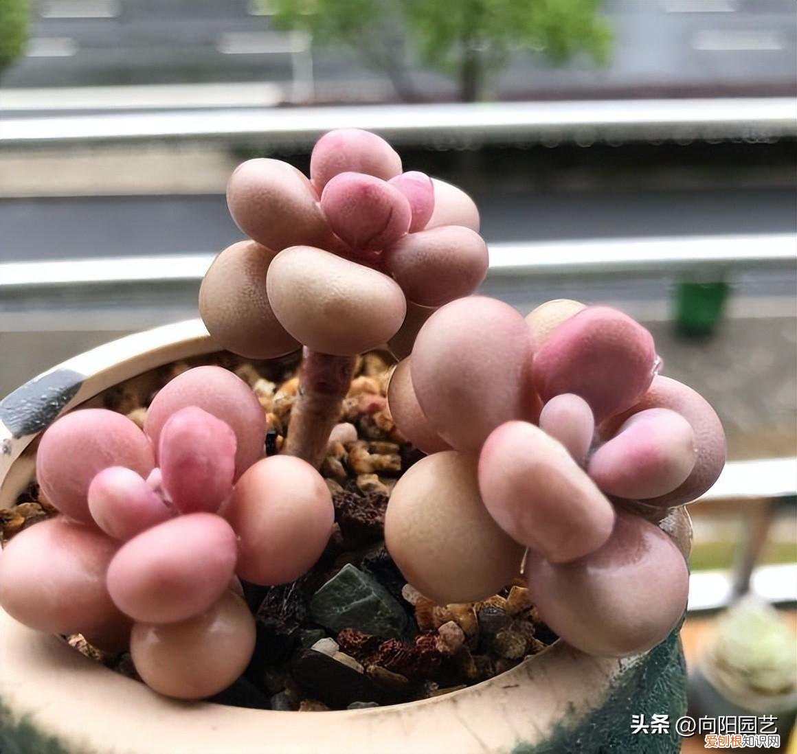 如果养好多肉会怎么样，养多肉，没有那么多讲究，先养活，再养好，不要着急慢慢来