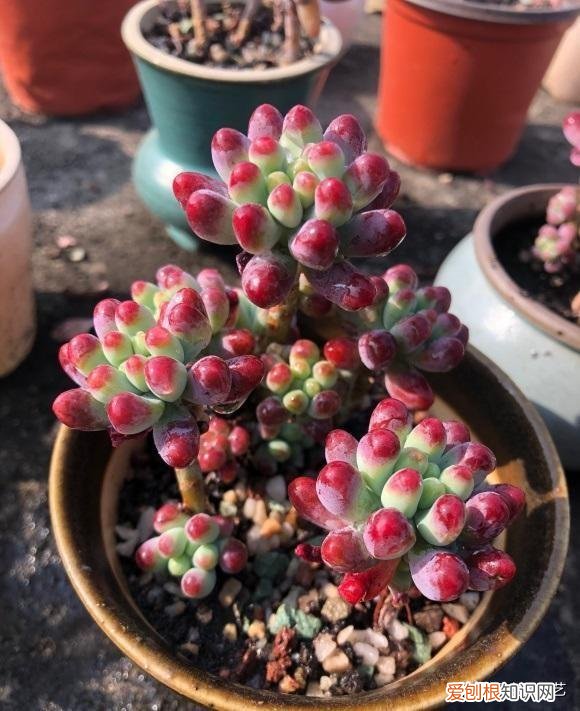 多肉如何养出颜色好看，颜色漂亮的多肉，是怎么养出来的？一靠灯光，二靠环境