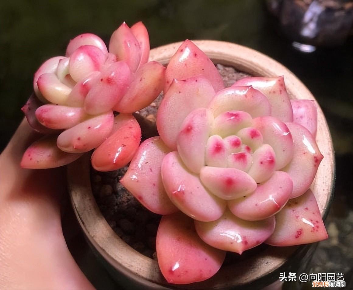 多肉如何养出颜色好看，颜色漂亮的多肉，是怎么养出来的？一靠灯光，二靠环境