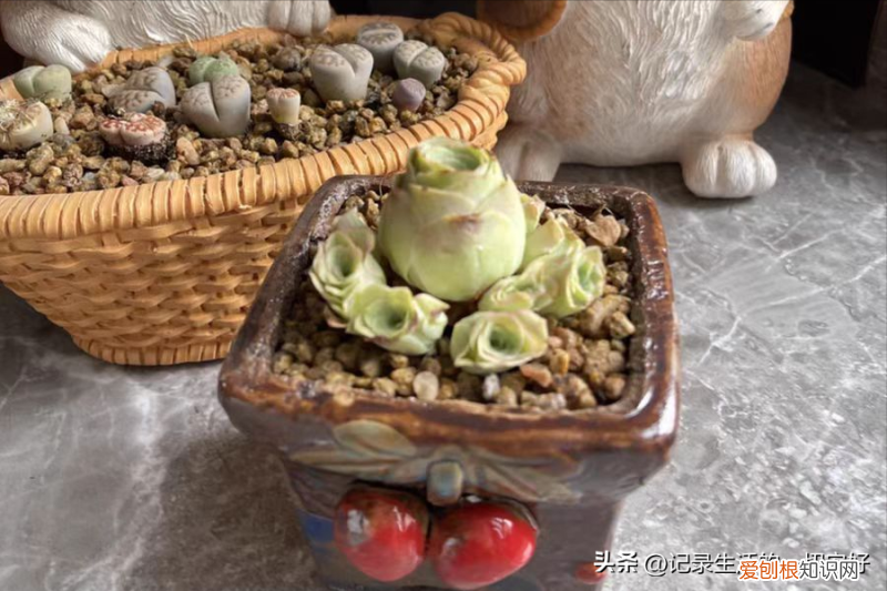 多肉植物的种植和养护要注意哪些方面，养好多肉植物的几个基础知识点，新手花友来看看吧